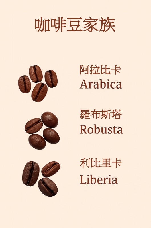 從阿拉比卡到羅布斯塔：咖啡豆家族大揭密點